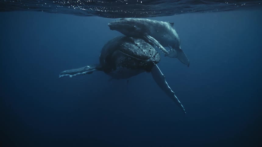 Two whales touch while floating underwater