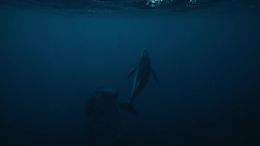 Two whales heading towards the ocean surface