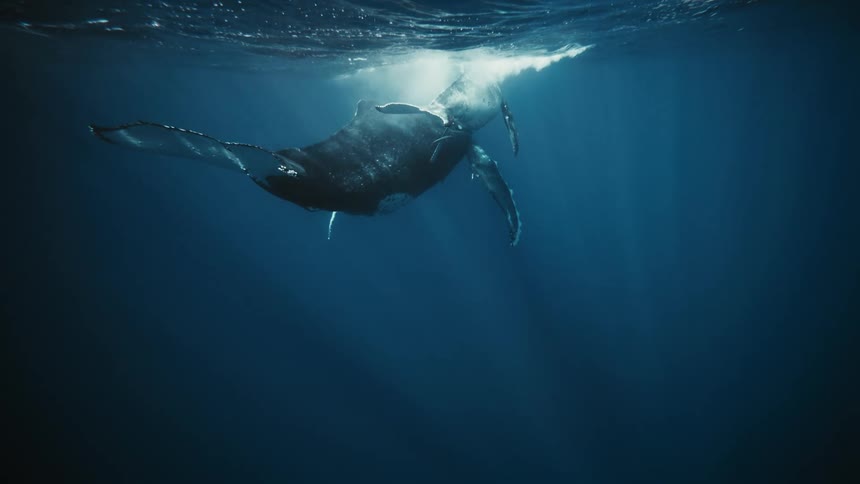 A mother humpback whale and her calf swim together in the ocean
