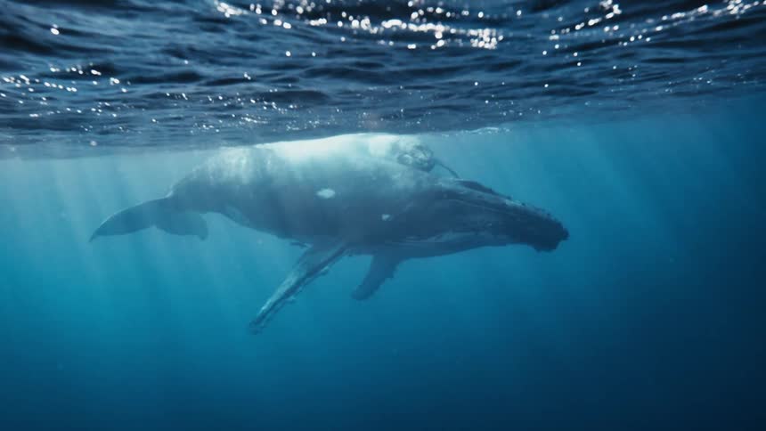 A humpback whale and her calf swim side by side through the ocean