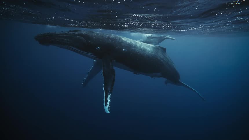 An underwater shot shows a humpback whale and its calf swimming gracefully in the ocean