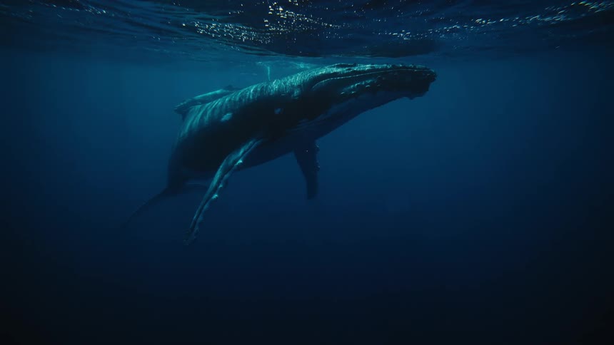 A blue whale and her calf are underwater in a deep ocean near the surface