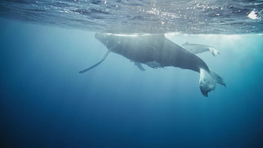 A humpback whale and its calf swim though the ocean