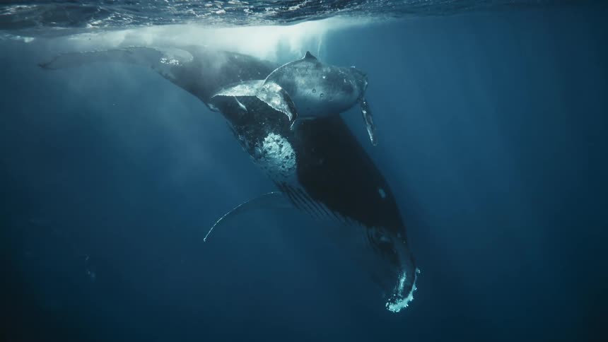 A mother humpback whale and her calf swim together in the ocean
