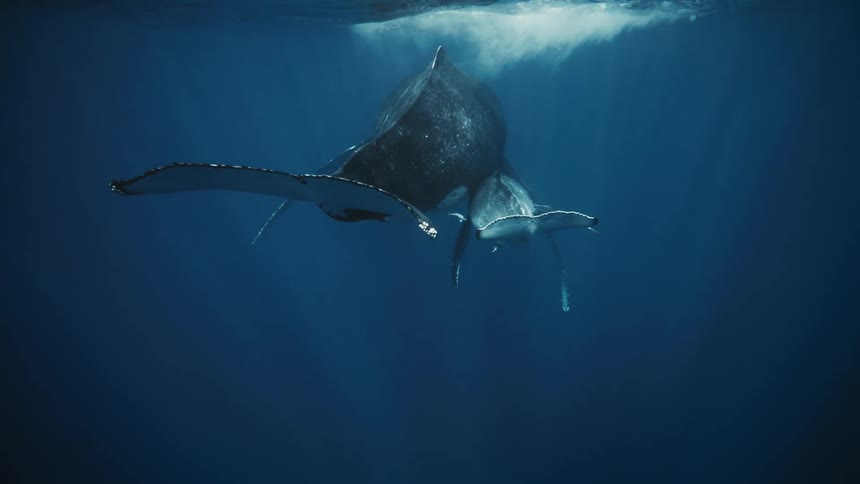 A mother humpback whale and her calf swim together in the ocean