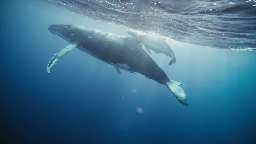 A humpback whale and its calf swim through the ocean