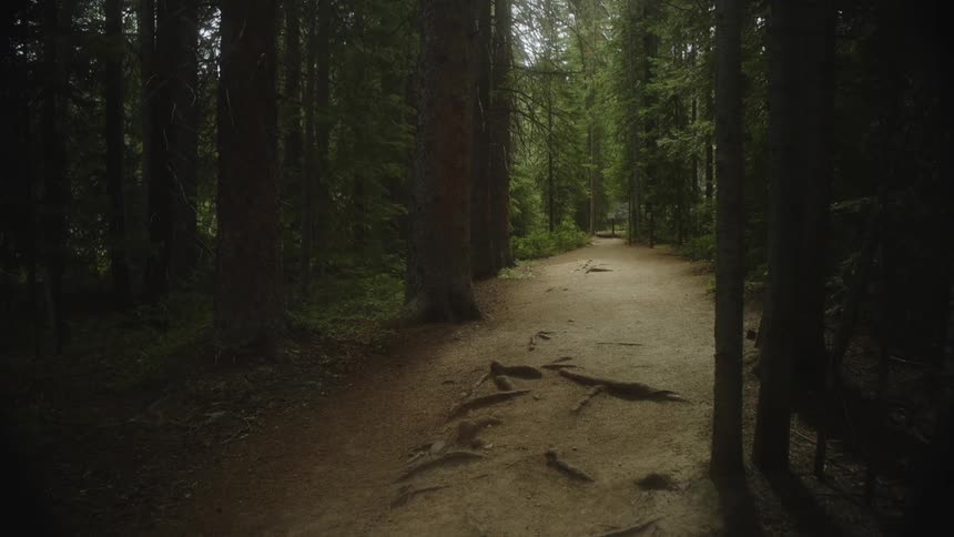 A dirt path winding through a dark forest with towering trees casting long shadows