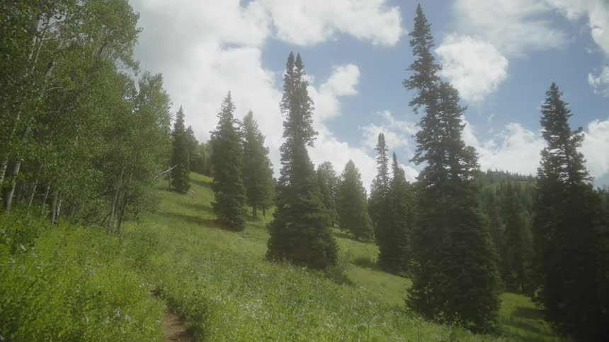 A pine forest stretching across a hill of green grass