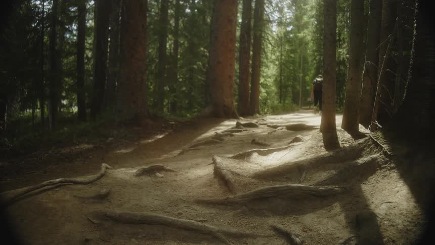 A person is hiking on a forest trail with exposed tree roots surrounded by tall trees and dappled sunlight filtering through the canopy