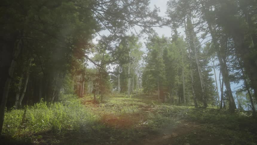 A sunlit forest scene is shown with a dirt path tall trees and sunbeams filtering through the branches