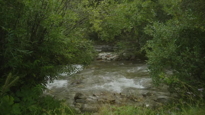 A river rushing through a dense forest with lush green foliage lining its banks