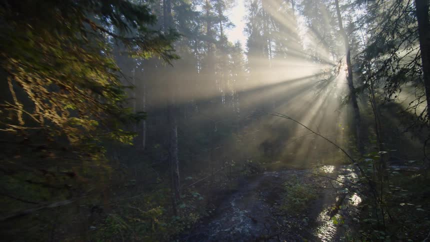 Sun glares in through the trees in the forest