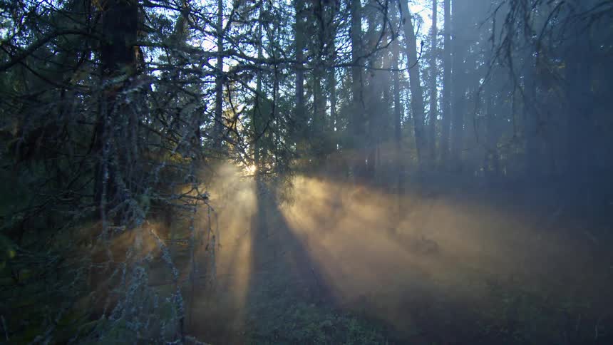 Moving through a foggy forest as rays of sunlight shine through the trees