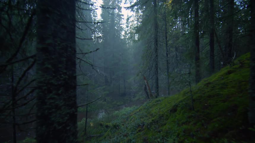 A river winding through a dense forest with mist shrouding the trees