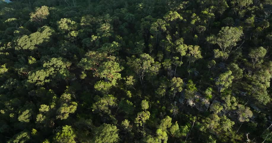Aerial view looking down at tree tops in a forest