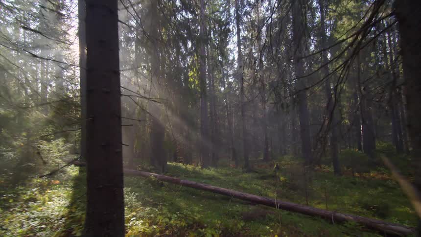 Moving through a mountain forest as the sun shines through the trees