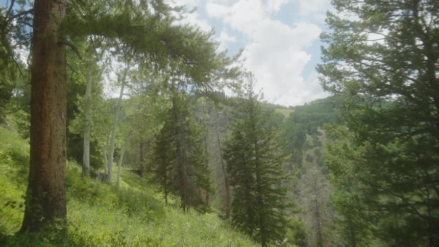 A vibrant meadow filled with wildflowers surrounded by a forest of tall green trees