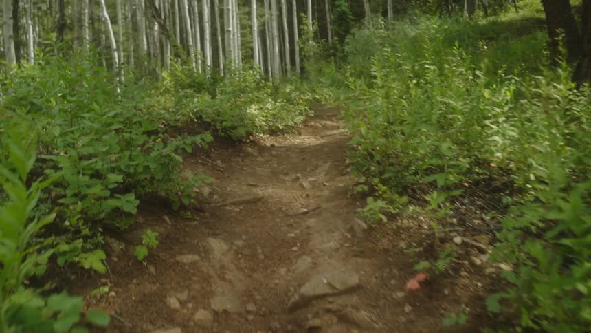 Plants and vegetation along a path outside of a birch forest