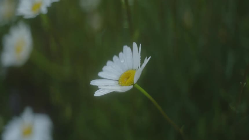 Dasies move in the breeze in a rural field