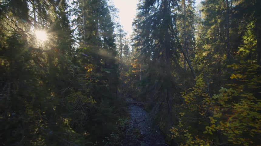 A forest of tall pine trees and a stream running through the middle