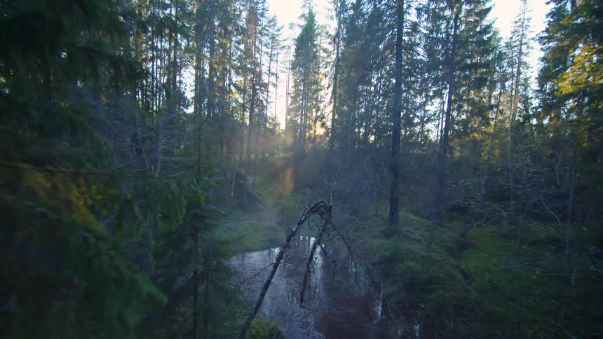 Sunlight streams through a dense forest illuminating a winding river