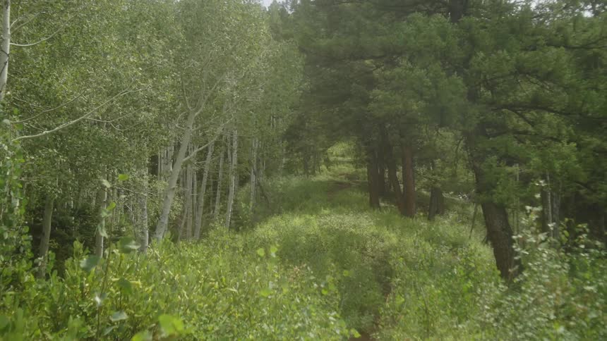 A vibrant meadow filled with wildflowers surrounded by a forest of tall green trees
