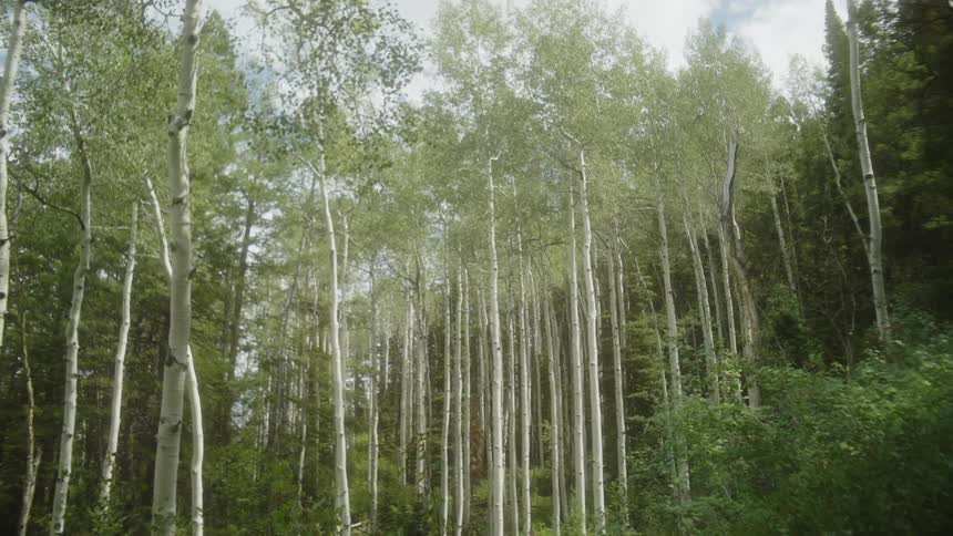 A grove of aspen trees with their smooth white bark shimmering in the sunlight