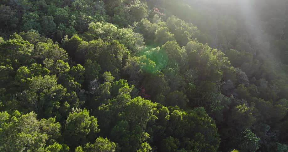 Aerial view over trees on a forested mountain as sunlight shines from above
