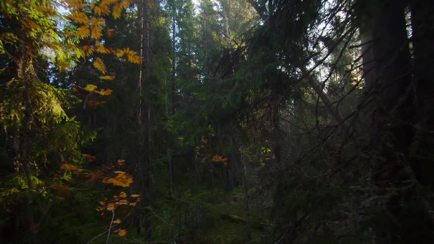 Moving through a mountain forest with a stream as rays of sunlight shine through the trees