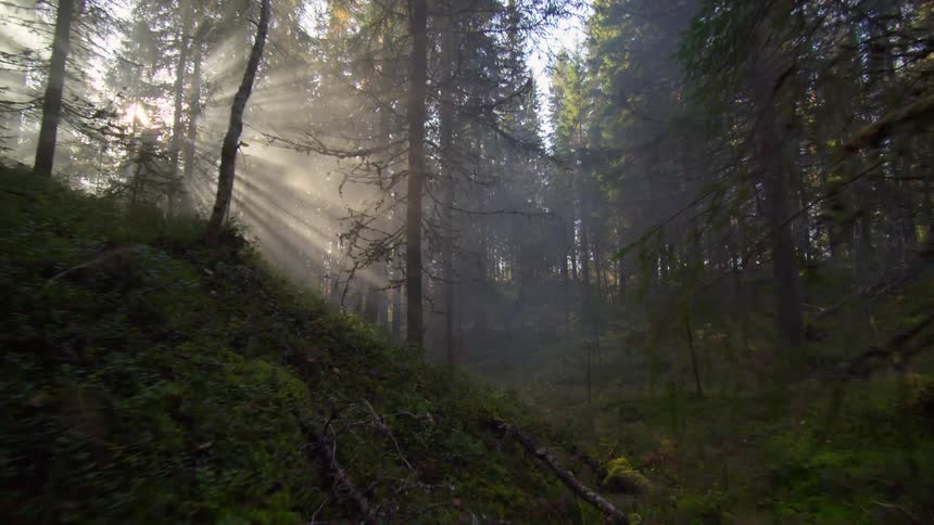 Fallen trees lean against trees in the foggy mountain forest as the sun shines through the trees