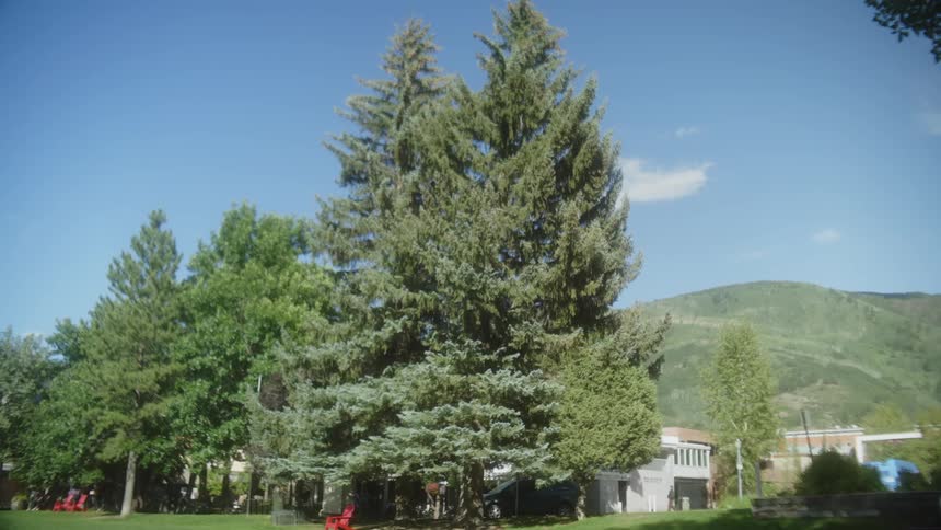 A park with several large pines