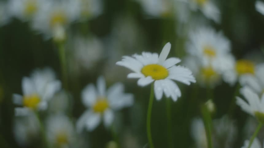 Closer on daisies outdoors