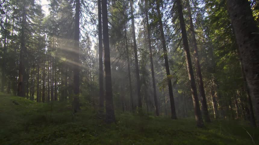 Sunlight piercing through a dense forest creating a magical scene with shafts of light illuminating the forest floor