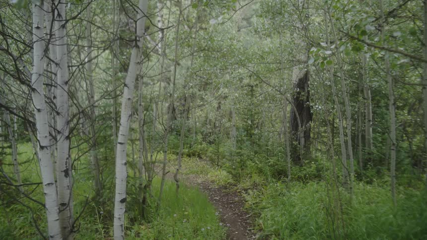 A dirt path winding through a dense forest with tall trees and lush greenery on either side