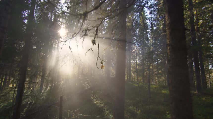 Moving through a foggy mountain forest as the sun shines through the trees