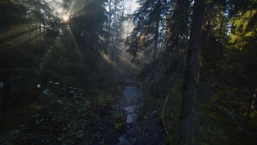 Sunlight streams through a dense forest illuminating the trees and a small stream