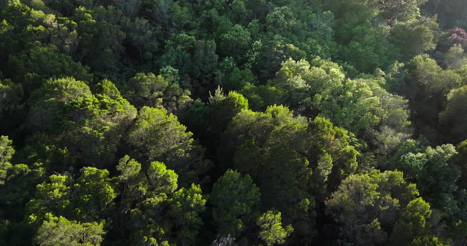 Sunlight shines upon treetops in a forest