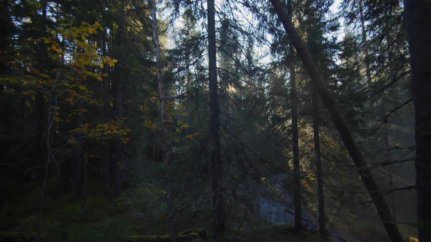 Moving over a forested mountain with a valley stream as the sun shines on the horizon