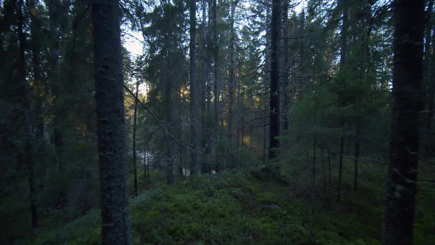 Moving through a mountain forest and river valley below with the sun on the horizon