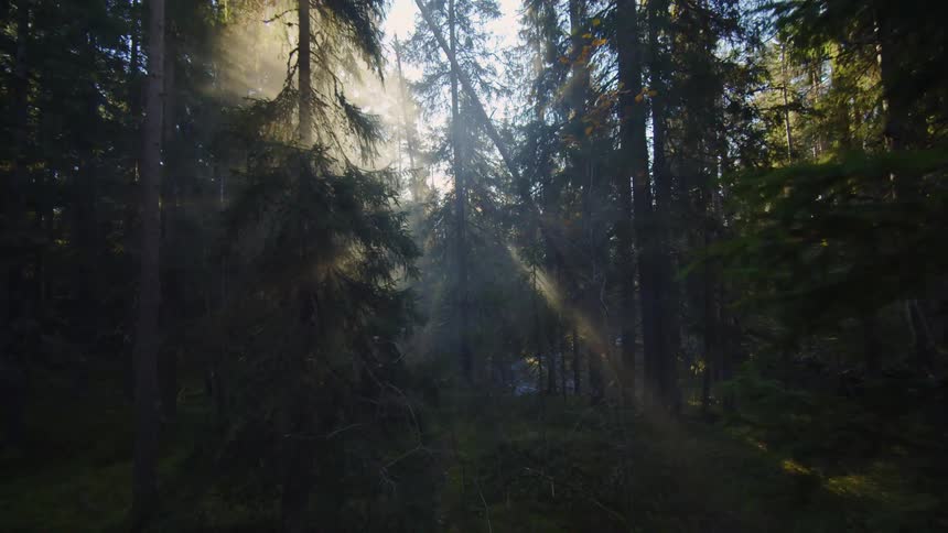 Sunlight shines through a foggy mountain forest with a river valley below