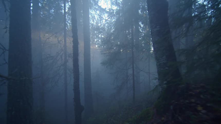 Sunlight filters through the dense forest illuminating the mist covered ground