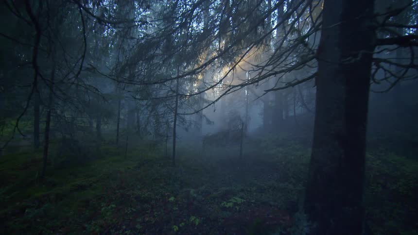 Dark forest with moss covering the ground and a river