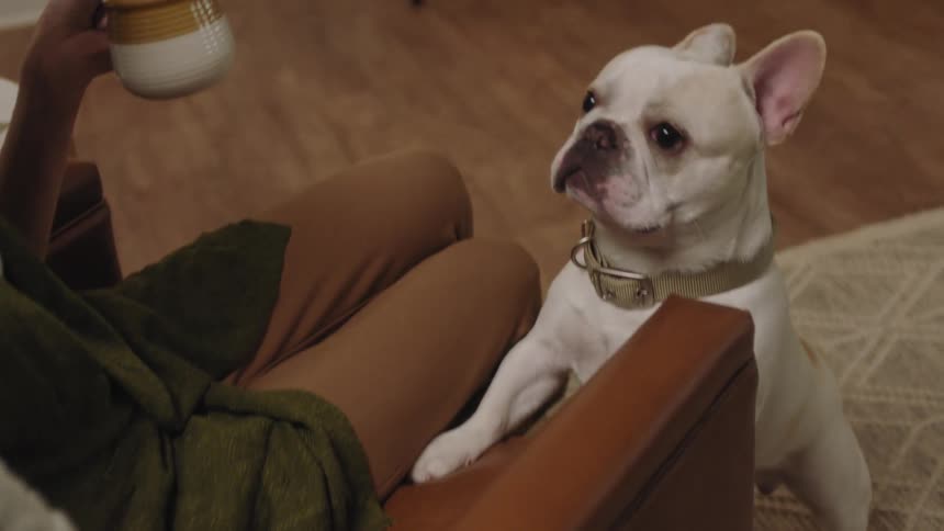 White fur dog next to a womans legs in an armchair
