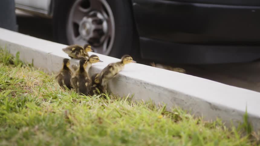 Baby birds jump off a retaining wall from a lawn onto the street near a car during the day