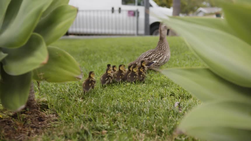 Ducklings follow their mother up a curb and across a lawn