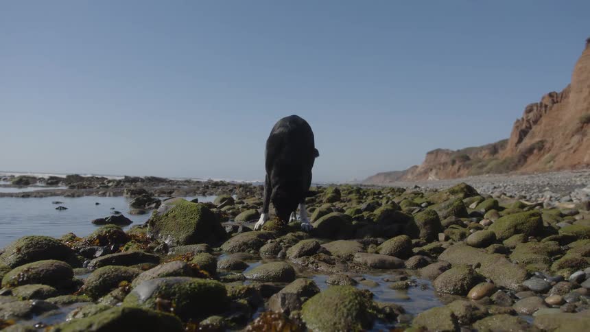 Dog sniffing on rocks covered in moss along the beach