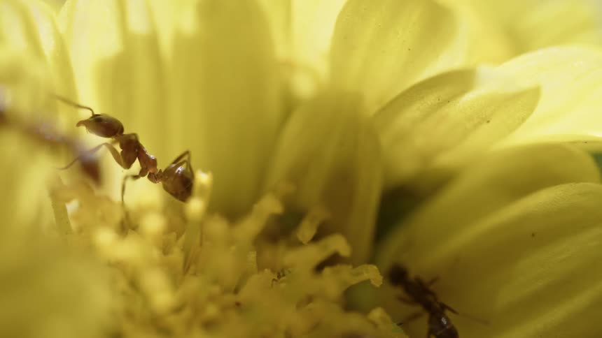 Ants crawl all over the flower