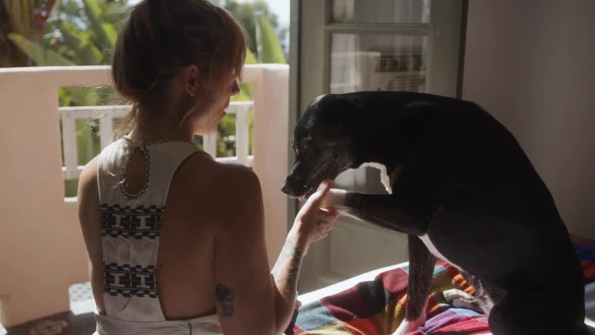 A woman is shaking petting and shaking a dogs paw