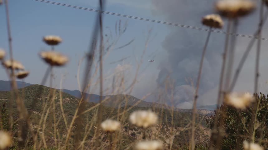 Plants and vegetation move in the breeze as smoke rises over mountains in the distance and a helicopter flies in the sky