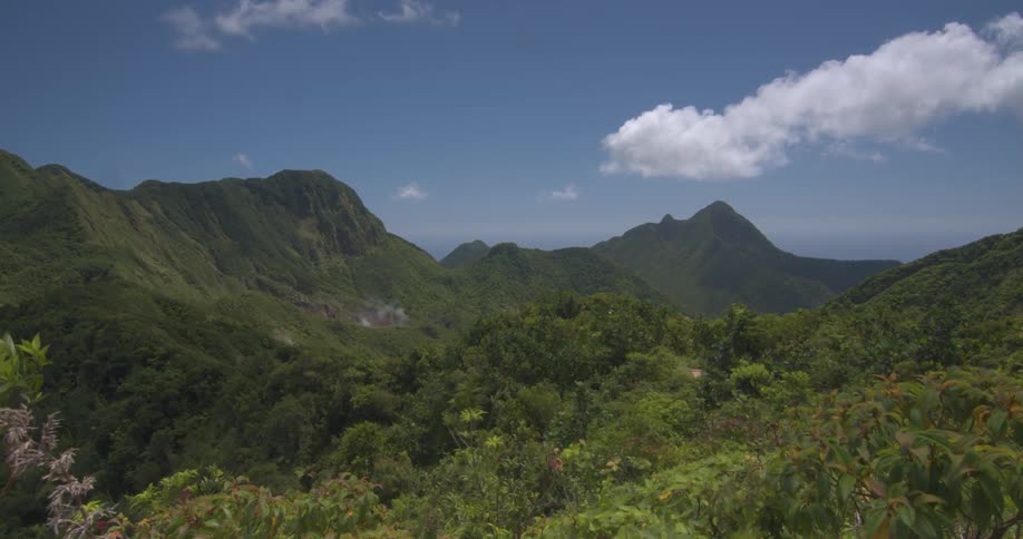 Shrubs and plants sway in the breeze on the hillside